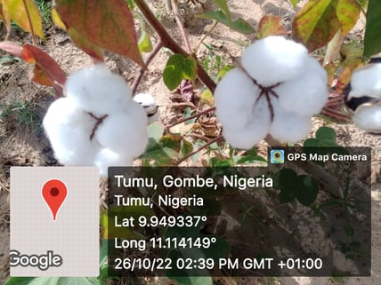 TUMU